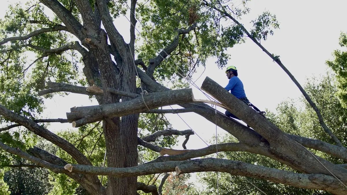 Professional Crown Thinning performed by certified arborists in Maquon