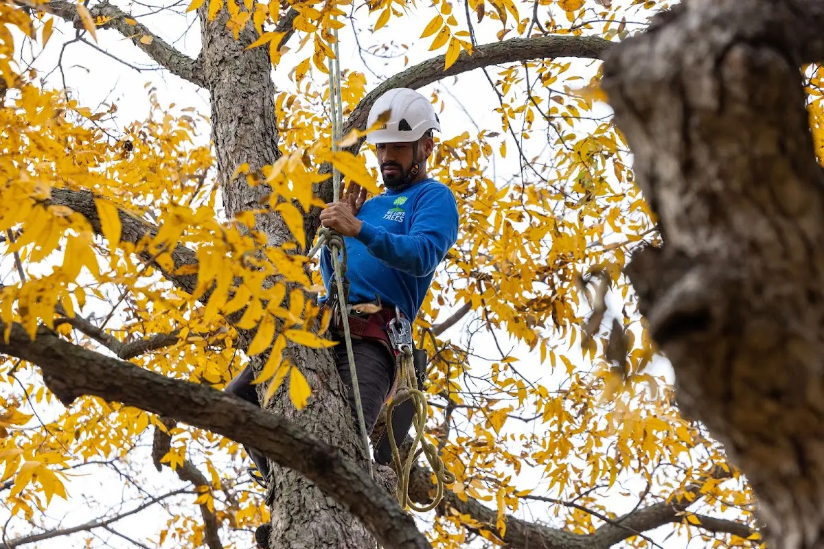 Skilled Tree Planing crew working in Maquon